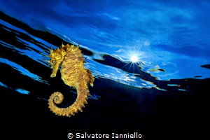 yellow solar by Salvatore Ianniello 